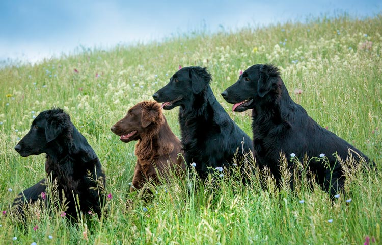 perros de la raza Retriever de pelo liso (flat)