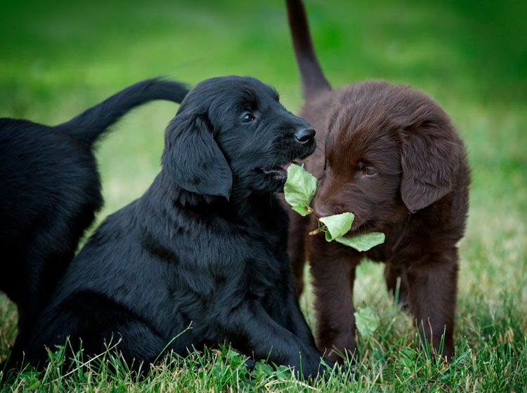 ¿Cuánto cuesta un Flat-Coated Retriever?