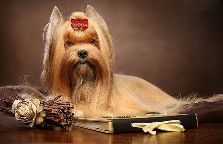 raza de perro de salón ruso