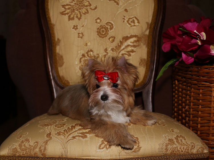 cachorro de sirenita