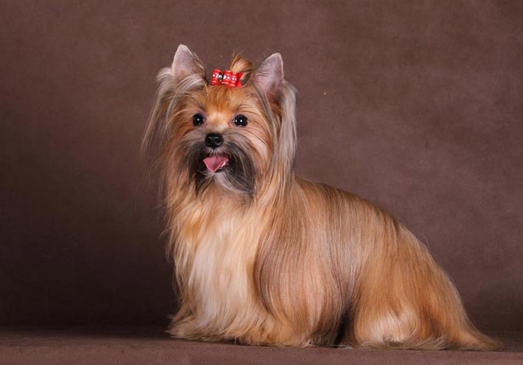 perro de salón ruso