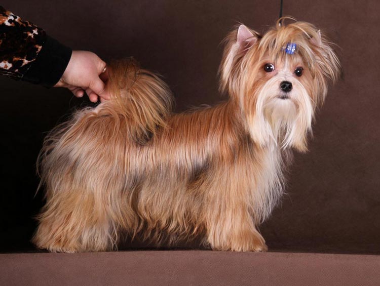 foto de perro de salón ruso