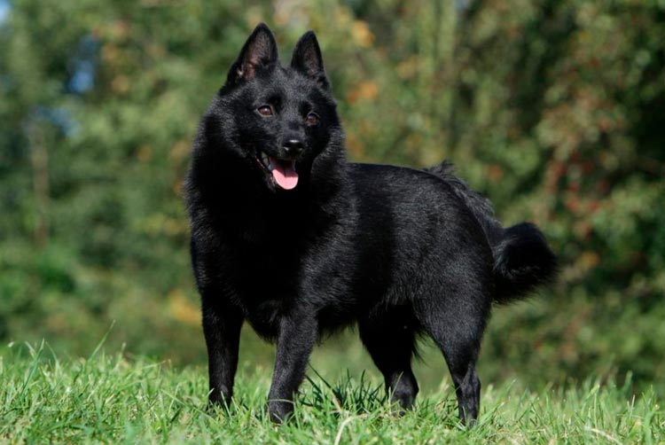 pequeño pastor belga Schipperke