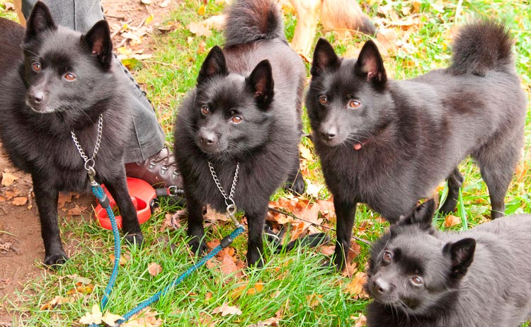 cuatro schipperkes