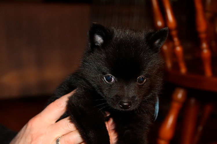 ¿Cuánto cuesta un schipperke?
