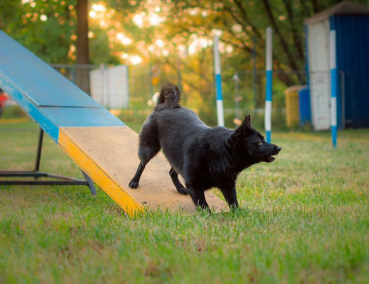 Schipperke en agility