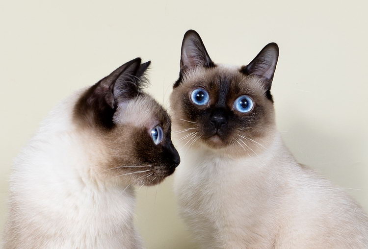ojos de los gatos Skif-toy-bob