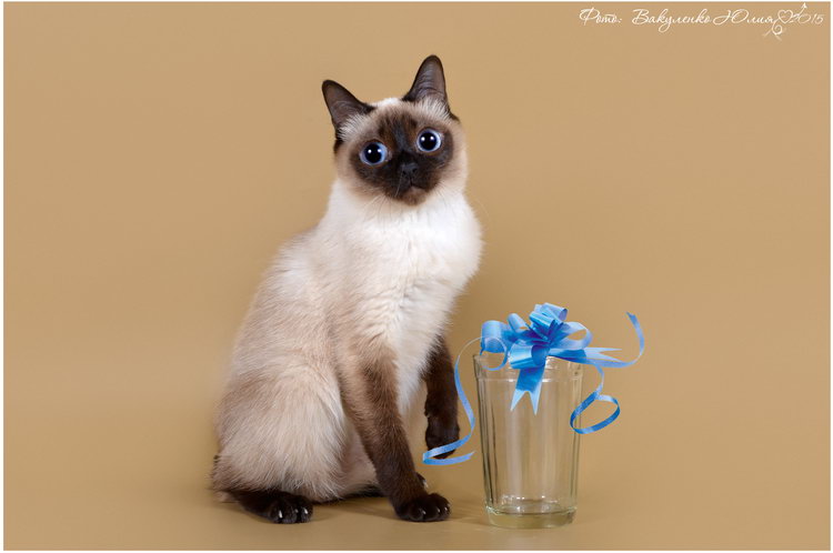el gato más pequeño del mundo