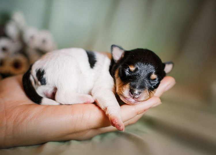 cachorro de Toy Fox Terrier