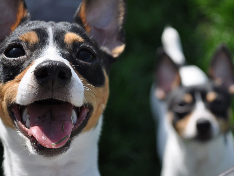 Toy Fox Terrier carácter