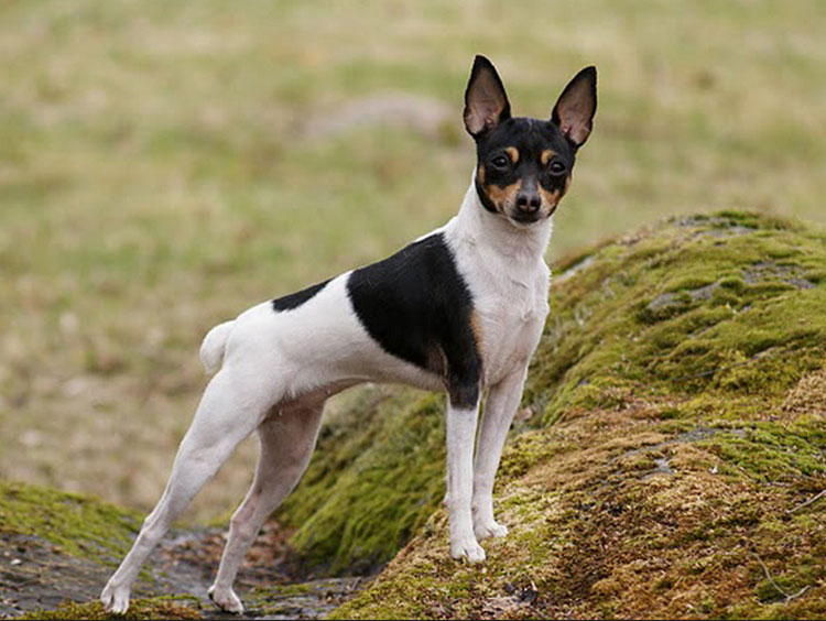 toy fox terrier foto