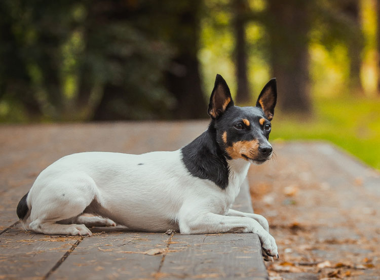 perro de raza Toy Fox Terrier