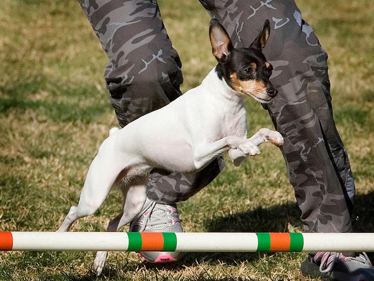 Raza de perro American Toy Fox Terrier