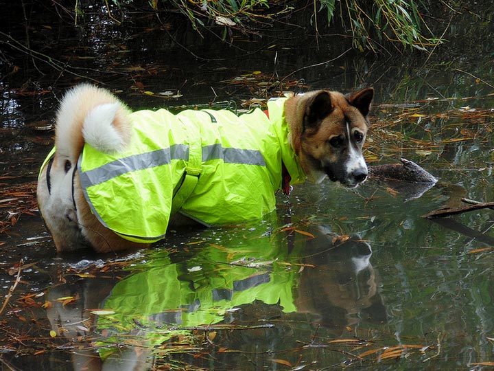 adiestramiento del Akita Americano
