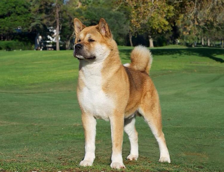 akita americano estándar de la raza