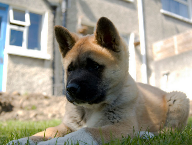 comprar cachorro de akita