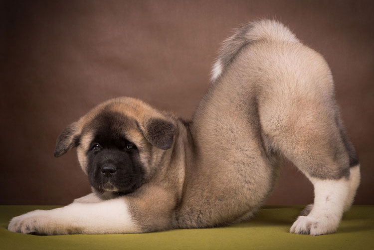 cachorro de Akita Americano