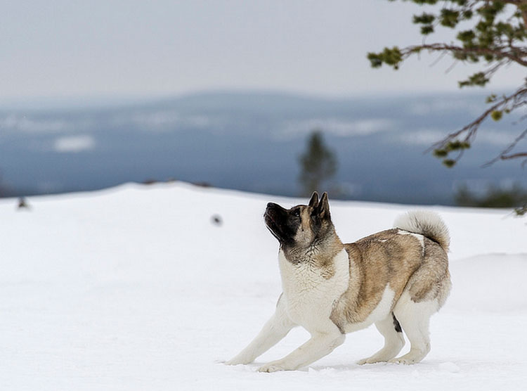 Akita americano en la nieve
