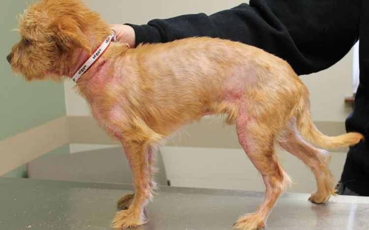 Dermatitis atópica en perros