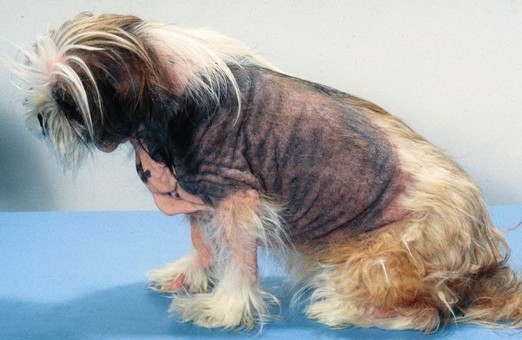 Dermatitis atópica en perros