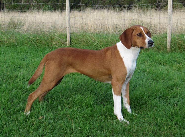 Pinscher austriaco