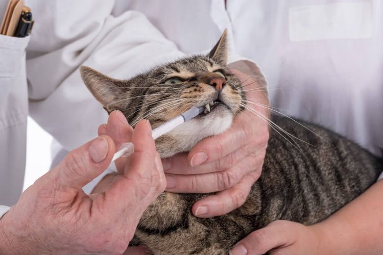 Cómo administrar el medicamento al gato con una jeringa