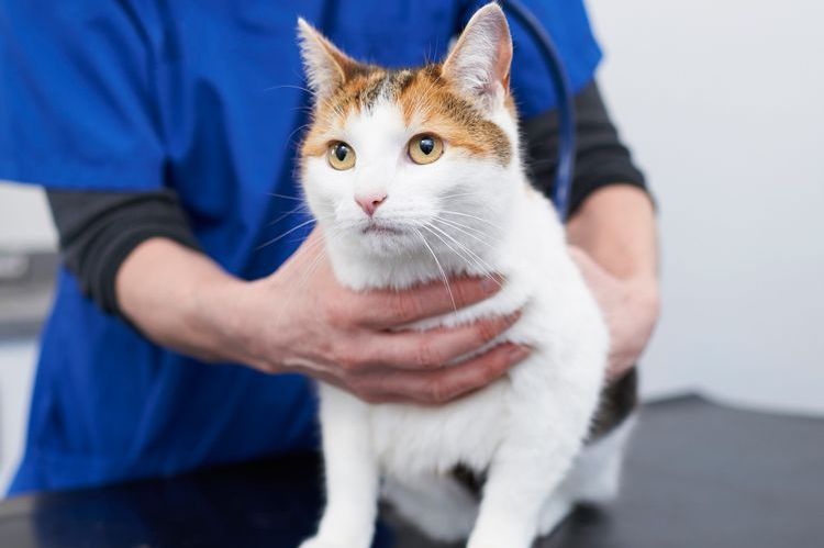 Gato en revisión veterinaria
