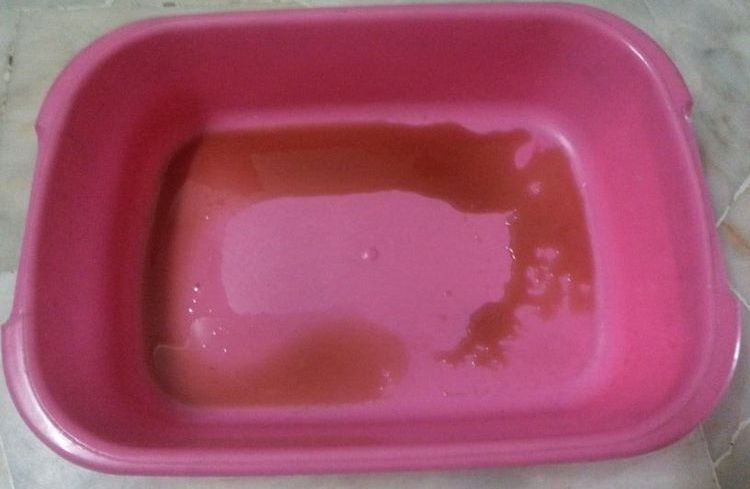 Sangre en la orina del gato