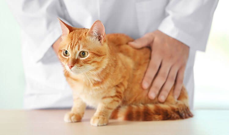 Examen del gato en el hospital