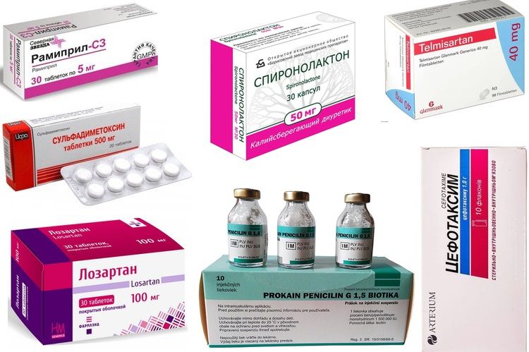 Medicamentos para tratar la proteína en la orina del gato