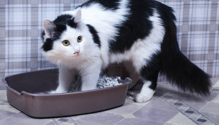 Proteína en la orina del gato