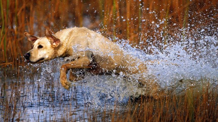 Perro activo