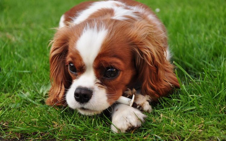 Spaniel auf dem Gras