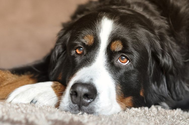 Der Hund liegt auf dem Teppich.
