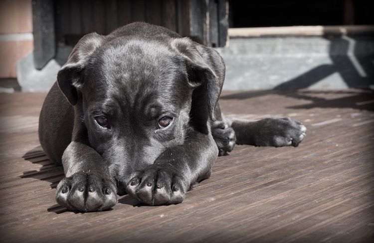 Borreliose bei Hunden