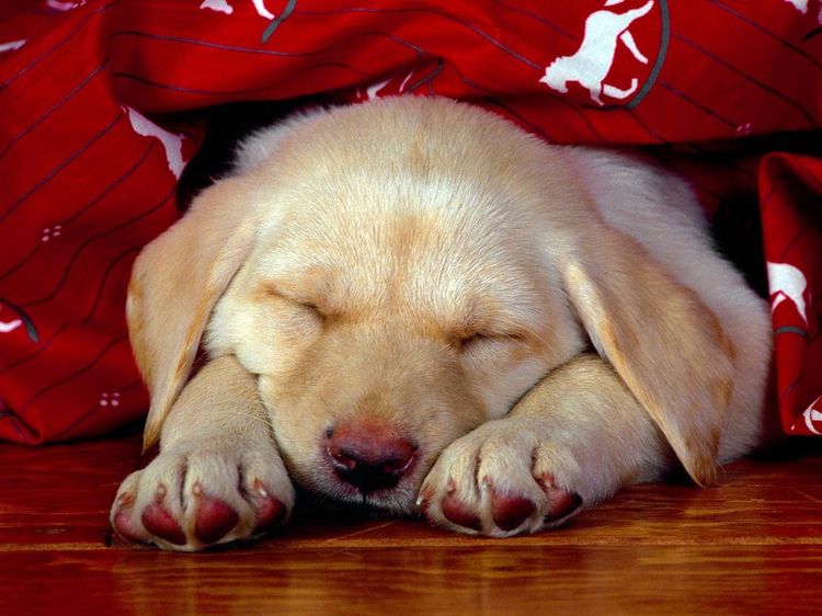 Cachorro durmiendo