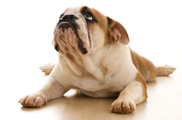Perro