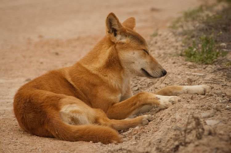 Perro salvaje Dingo