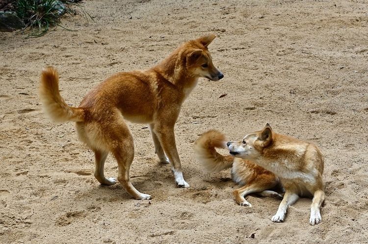 Perros dingo