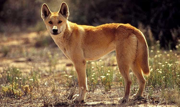 Perro salvaje Dingo