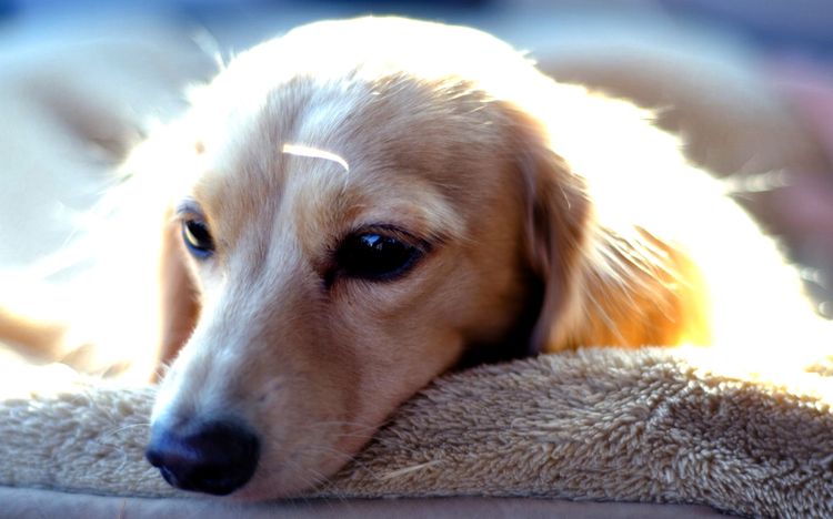 Perro triste