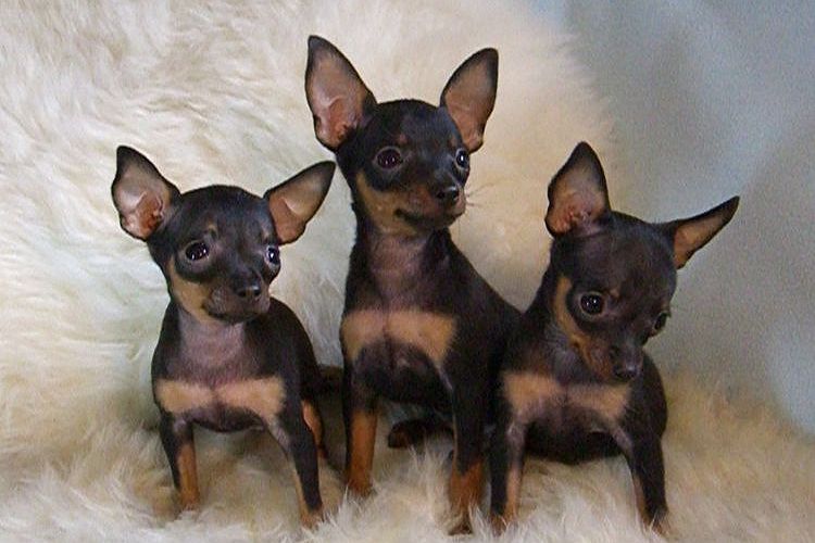 Cachorros