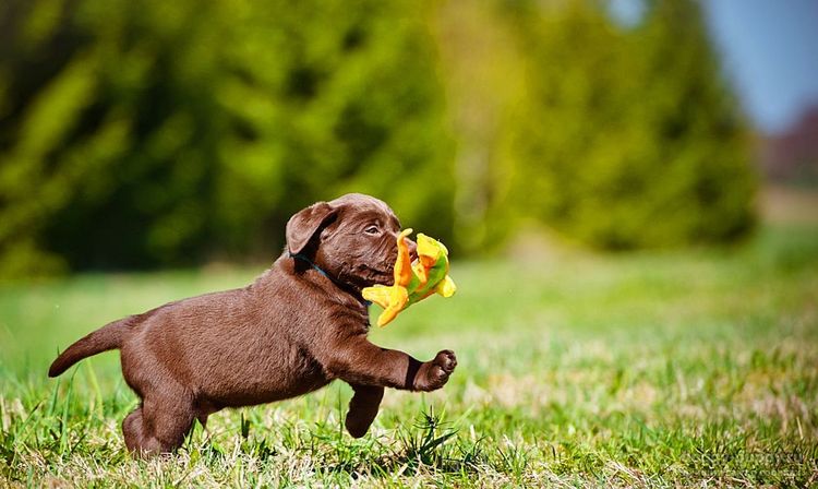 Cachorro divertido