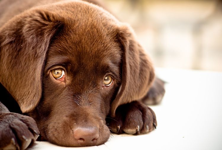 Cachorro marrón triste