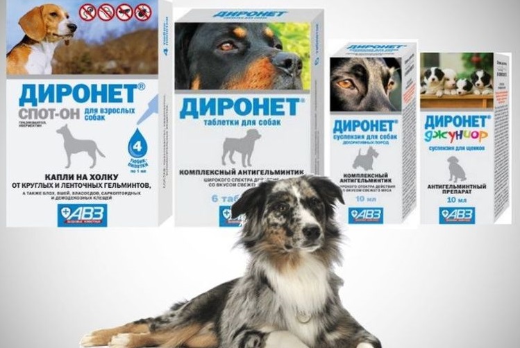 Dironet para perros