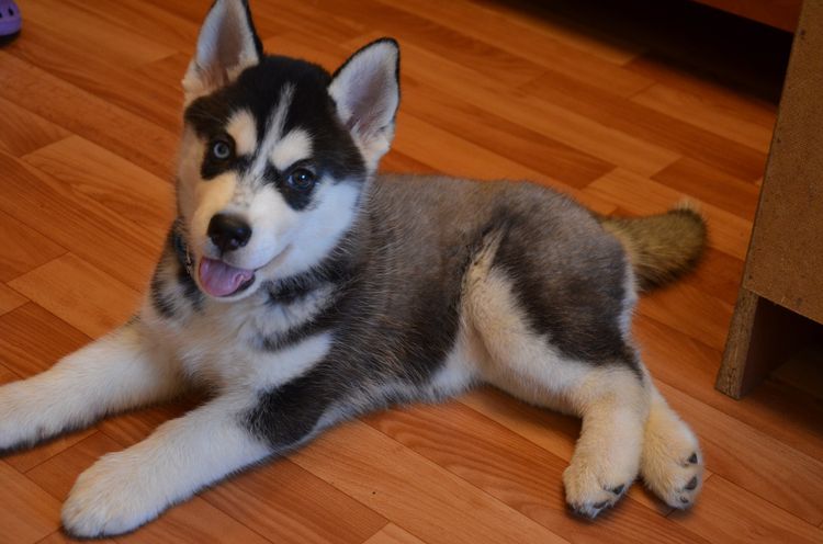 Cachorro de husky