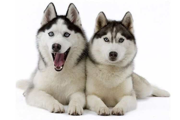 Dos perros de raza husky