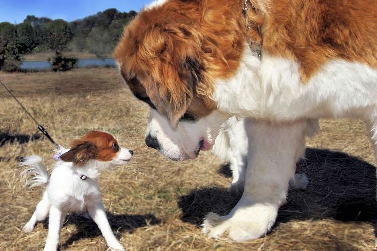 Perro grande y perro pequeño