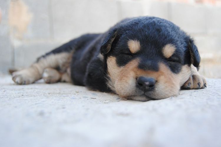 Cachorro durmiendo