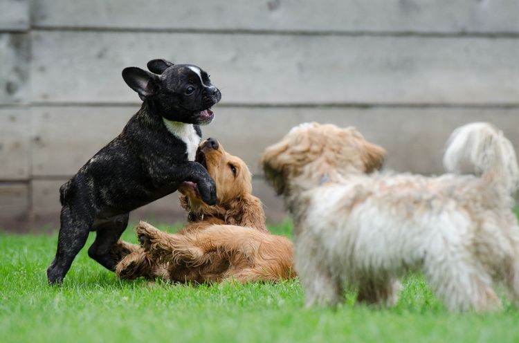 Cachorros jugando